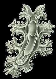 Larve auricularia dessinée par Ernst Haeckel.