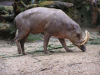 <span class="mw-page-title-main">Babirusa</span> Genus of mammals in the swine family