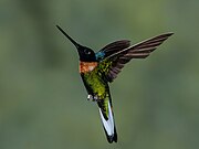 Hummingbird (17275905).jpeg