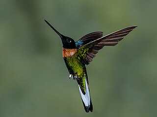 <span class="mw-page-title-main">Gould's inca</span> Species of hummingbird