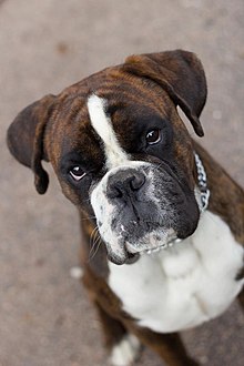 Jeune boxer mâle