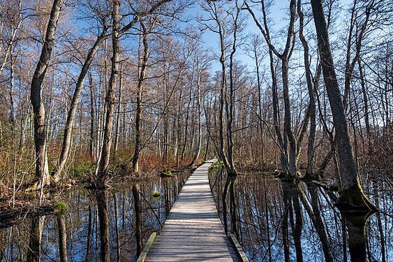 Kyrksjölöten nature reserve. Photograph: Kateryna Baiduzha