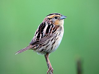 <span class="mw-page-title-main">LeConte's sparrow</span> Species of bird