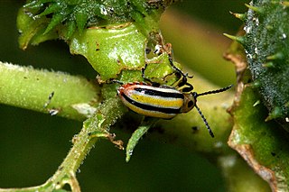 <i>Lema daturaphila</i> Species of beetle