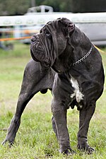 Thumbnail for Neapolitan Mastiff