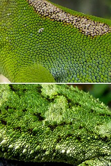 Comparison of differing scale morphologies of members of the genus; N. grayii (above) and N. rudis (below) Naultinus-grayii-N-rudis-scale-morphology.jpg