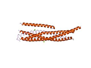 <span class="mw-page-title-main">Complexin</span>