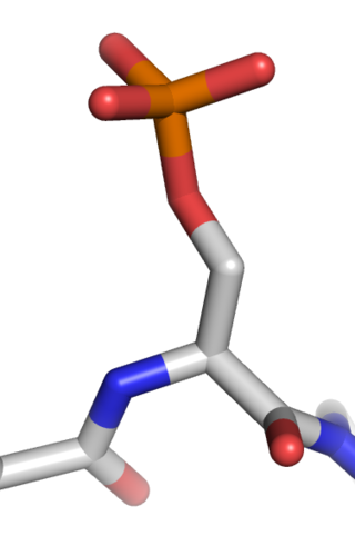 <span class="mw-page-title-main">Protein phosphorylation</span> Process of introducing a phosphate group on to a protein