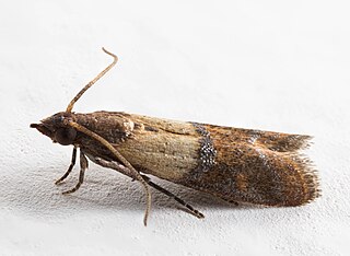 <span class="mw-page-title-main">Indianmeal moth</span> Species of moth