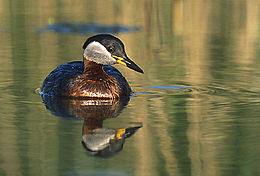 Rudakaklis kragas (Podiceps grisegena)