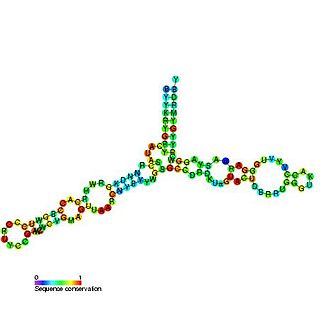 <span class="mw-page-title-main">5S ribosomal RNA</span> RNA component of the large subunit of the ribosome