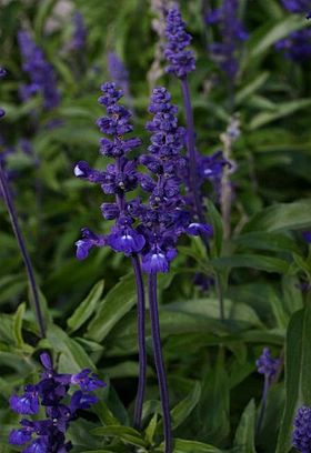 Havesalvie (Salvia farinacea) er flerårig, men bruges i Danmark som sommerblomst.