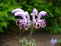 Salvia indica