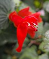 Salvia regla