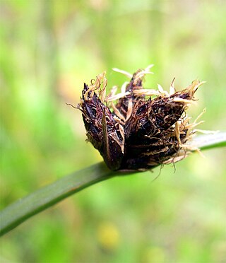 <i>Schoenoplectus pungens</i> Species of grass-like plant