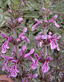 Stachys philippiana