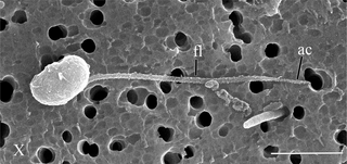 <i>Syssomonas</i> Genus of protists