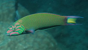 녹색물결놀래기 (Thalassoma lunare)