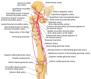 <span class="mw-page-title-main">Descending genicular artery</span>