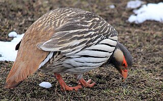 <span class="mw-page-title-main">Snowcock</span> Genus of birds