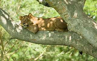 <span class="mw-page-title-main">Tourism in Uganda</span>