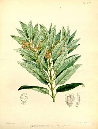 <span class="mw-page-title-main">Trimeniaceae</span> Family of flowering plants