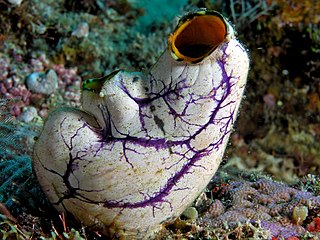 <span class="mw-page-title-main">Tunicate</span> Marine animals, subphylum of chordates