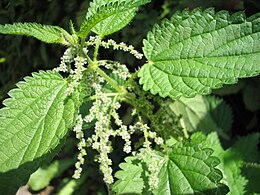 Didžioji dilgėlė (Urtica dioica)