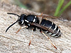 Vespula consobrina