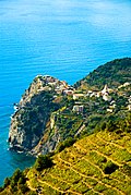 Vignoble de Corniglia.