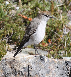 White-browed ground tyrant Species of bird