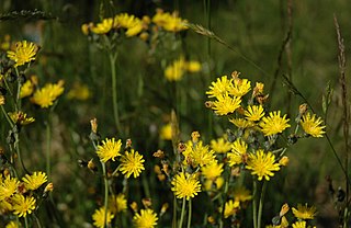 <i>Hieracium</i> Genus of flowering plants