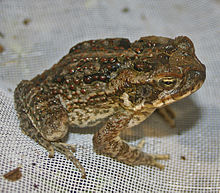 Young cane toad Young Bufo marinus.jpg