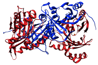 <span class="mw-page-title-main">4-Hydroxyphenylpyruvate dioxygenase</span> Fe(II)-containing non-heme oxygenase