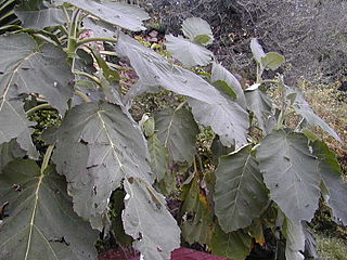 <i>Wigandia caracasana</i> Species of evergreen flowering plant from Central America