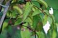 Actinidia pilosula