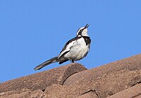 African pied wagtail, common near water and in urban areas African pied wagtail.jpg