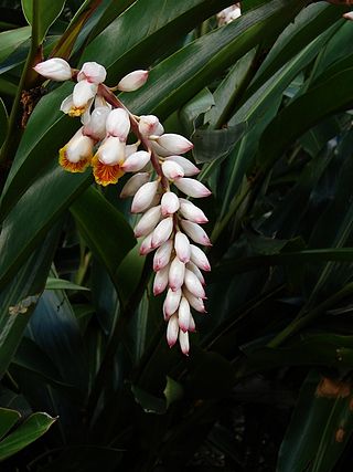 <i>Alpinia</i> Genus of flowering plants