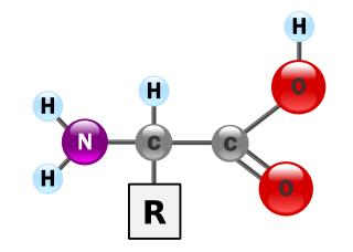 <span class="mw-page-title-main">Protein (nutrient)</span> Nutrient for the human body