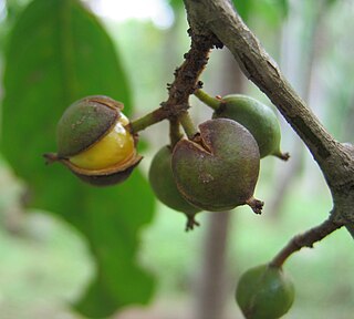 <i>Aporosa</i> Genus of flowering plants