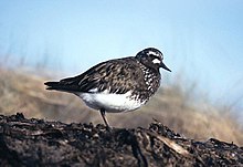 Svartsteinvendar, Arenaria melanocephala Foto: Tim Bowman