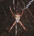 コガタコガネグモ Argiope minuta