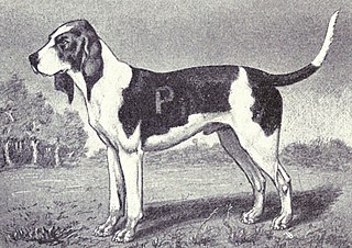 <span class="mw-page-title-main">Artois Hound</span> Dog breed