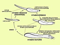 Schema ricostruttivo dell'ontogenesi di nautiloidi appartenenti all'ordine Ascocerida, caratterizzati da un netto cambiamento di morfologia della conchiglia durante la transizione (stadio efebico) da forme giovanili a forme mature[N 15][120]