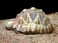 Astrochelys yniphora, de Madagascar.