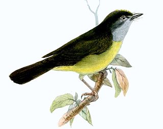 Grey-throated warbler Species of bird