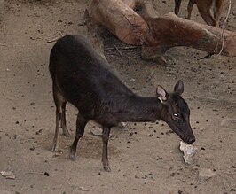 Filipijnse sambar