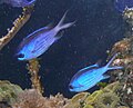 Chromis cyanea