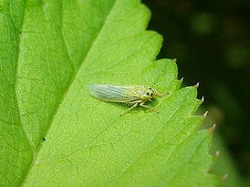 Cicadula quadrinotata