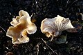 Clitocybe agrestis